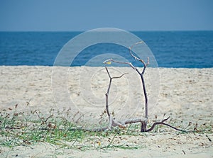 Tropical beach in summer holiday background.