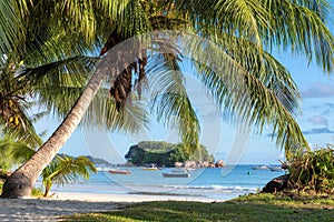 Tropical beach at sunrise with coco palm in Praslin island, Seychelles.