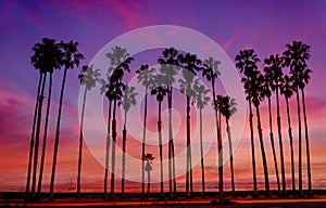 Tropical Beach sunset with hight Palm trees sihouette in California