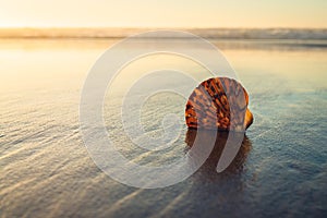 Tropical beach sunset and seashell on sand beach. Tranquil scene, relaxation, vacations, wild untouched nature concept