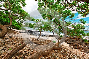 Tropical beach with tree brenches over rocks. Maui. Hawaii.