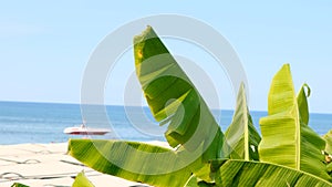 Tropical beach vacation background, palm trees on caribbean sea island, calm turquoise waters and floating boat