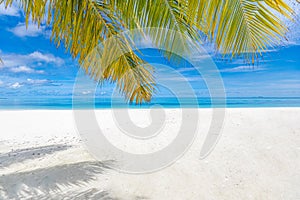 Tropical beach vertical photo background. White sand, azure water and palm tree branches over blue sky.