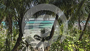 A tropical beach is visible through the trunks and green leaves of palm trees.