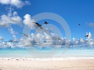 Tropical   beach white  sand blue sea water birds on  sky white clouds  sunshine palm tree branch  summer landscape  summer umbrel