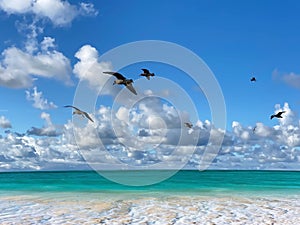 Tropical   beach white  sand blue sea water birds on  sky white clouds  sunshine palm tree branch  summer landscape  summer umbrel