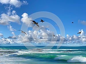 Tropical   beach white  sand blue sea water birds on  sky white clouds  sunshine palm tree branch  summer landscape  summer umbrel