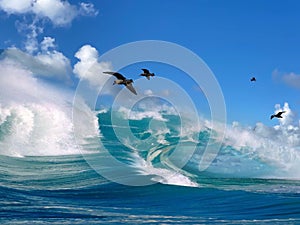 Tropical   beach white  sand blue sea water birds on  sky white clouds  sunshine palm tree branch  summer landscape  summer umbrel