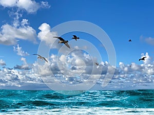 Tropical   beach white  sand blue sea water birds on  sky white clouds  sunshine palm tree branch  summer landscape  summer umbrel