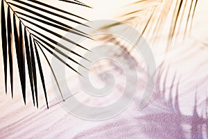 Tropical beach with white sand and green palm leaves in beautiful pink and gold light of sunset with shadow, copy space. Summer.