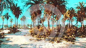 Tropical Beach with white sand turquoise water and palm trees
