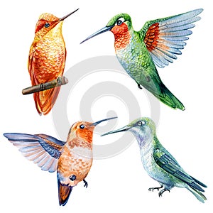 Tropical Beautiful birds, hummingbird watercolor illustration isolated on white background. Exotic bird