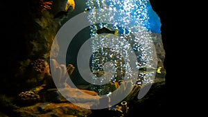 Tropical beautiful fishes swim in hole with rising bubbles in quarium