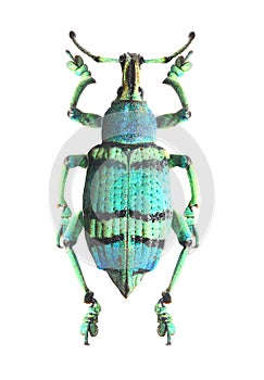 Tropical beetle (Curculionoidae).