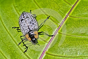 Tropical Beetle, Tropical Rainforest, Costa Rica