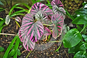 Tropical `Begonia Brevirimosa` plant with pink variegation that occurs naturally and green stripes