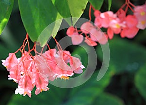 Tropical Begonia Flower