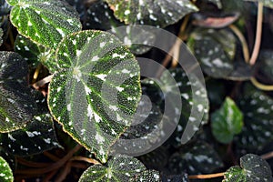 Tropical Begonia Pustulata plant leaf