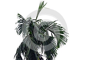 A tropical betel nut with raw fruits and leaves on white isolated background for green foliage backdrop