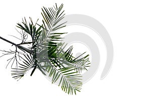 Tropical betel palm leaves on white isolated background for green foliage backdrop