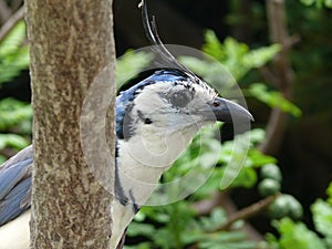 Tropical bird photo