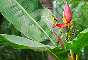 Tropical bird on banana flower. Olive-back sunbird female on exotic plant.