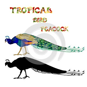 Tropical bird beauty Peacock nature and silhouette on a white background watercolor vintage vector illustration editable