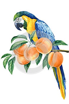 Tropical bird on a branch with peaches white background. Watercolor hand drawn illustration. Blue macaw and fruit