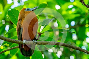 Tropical bird capuchinbird or calfbird