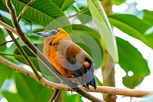 Tropical Bird Capuchinbird Or Calfbird - Perissocephalus Tricolor In The Rainforest. Bird is sitting on tree trunk