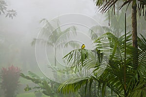 Tropical Bird in Costa Rican Jungle