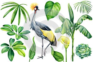 Tropical bird crowned crane, palm leaf and flowers on isolated white background, watercolor illustration. Jungle design