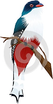 Tropical bird Cuban trogon - vector