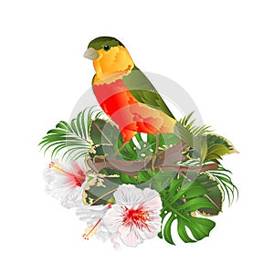 Tropical bird cute small funny bird and white hibiscus watercolor style on a white background vintage vector illustration editab