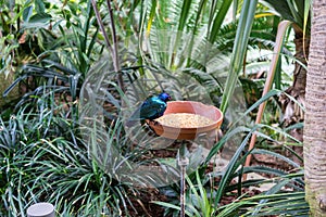 Tropical bird eating bird food in botany garden