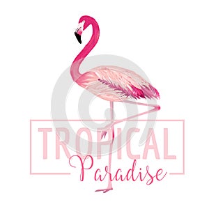 Tropical Bird. Flamingo Background. Summer Design