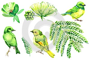 Tropical bird and green plants watercolor set isolated in white