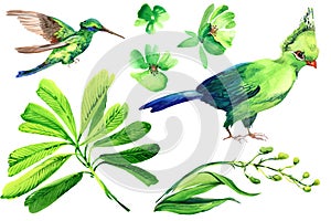 Tropical bird and green plants watercolor set isolated in white