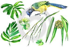 Tropical bird and green plants watercolor set isolated in white