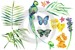 Tropical bird and green plants watercolor set isolated in white