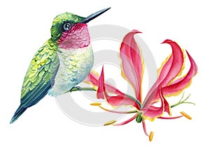 Tropical bird, hummingbird sits on a pink lily flower, white isolated background, watercolor hand drawn