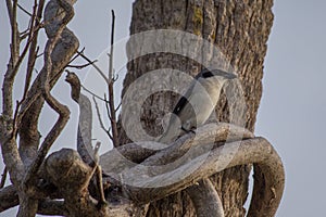 Tropical bird Loggerhead Shrike in tree.