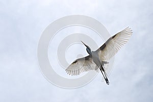 Tropical Bird in mid flight