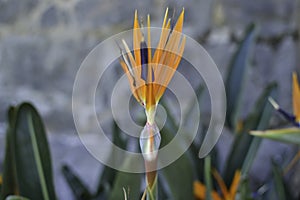 Tropical bird of paradise flower