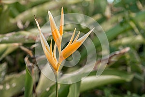 Tropical Bird of Paridise Flower