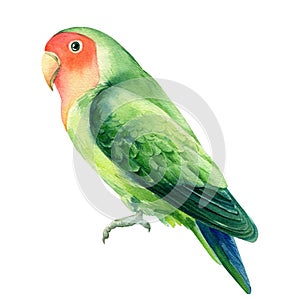 Tropical bird parrot lovebirds on a white background, watercolor illustration