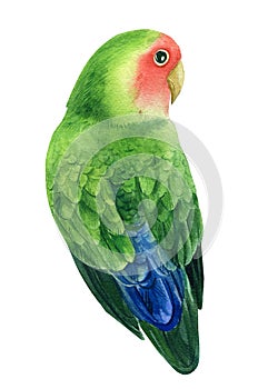 Tropical bird parrot lovebirds on a white background, watercolor illustration