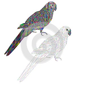 Tropical bird Parrot Sun Conure  polygonal multicolored and outline on a white background vector illustration editable hand draw