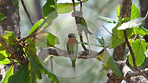 Tropical bird perched gracefully on lush