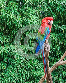 Tropical bird pet portrait of a red and green macaw parrot also know as the green winged parrot